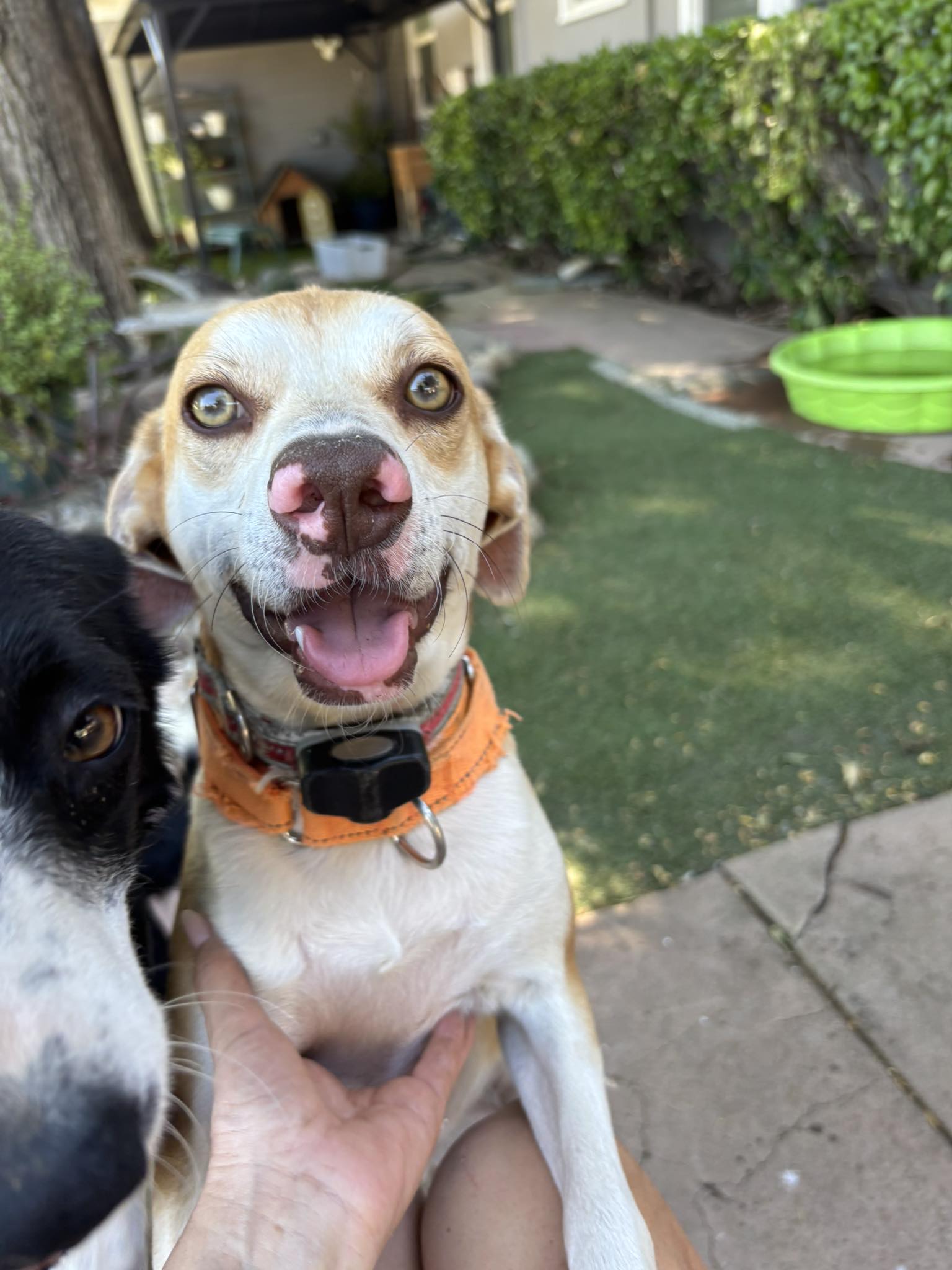adoptable Dog in Turlock, CA named Bruno