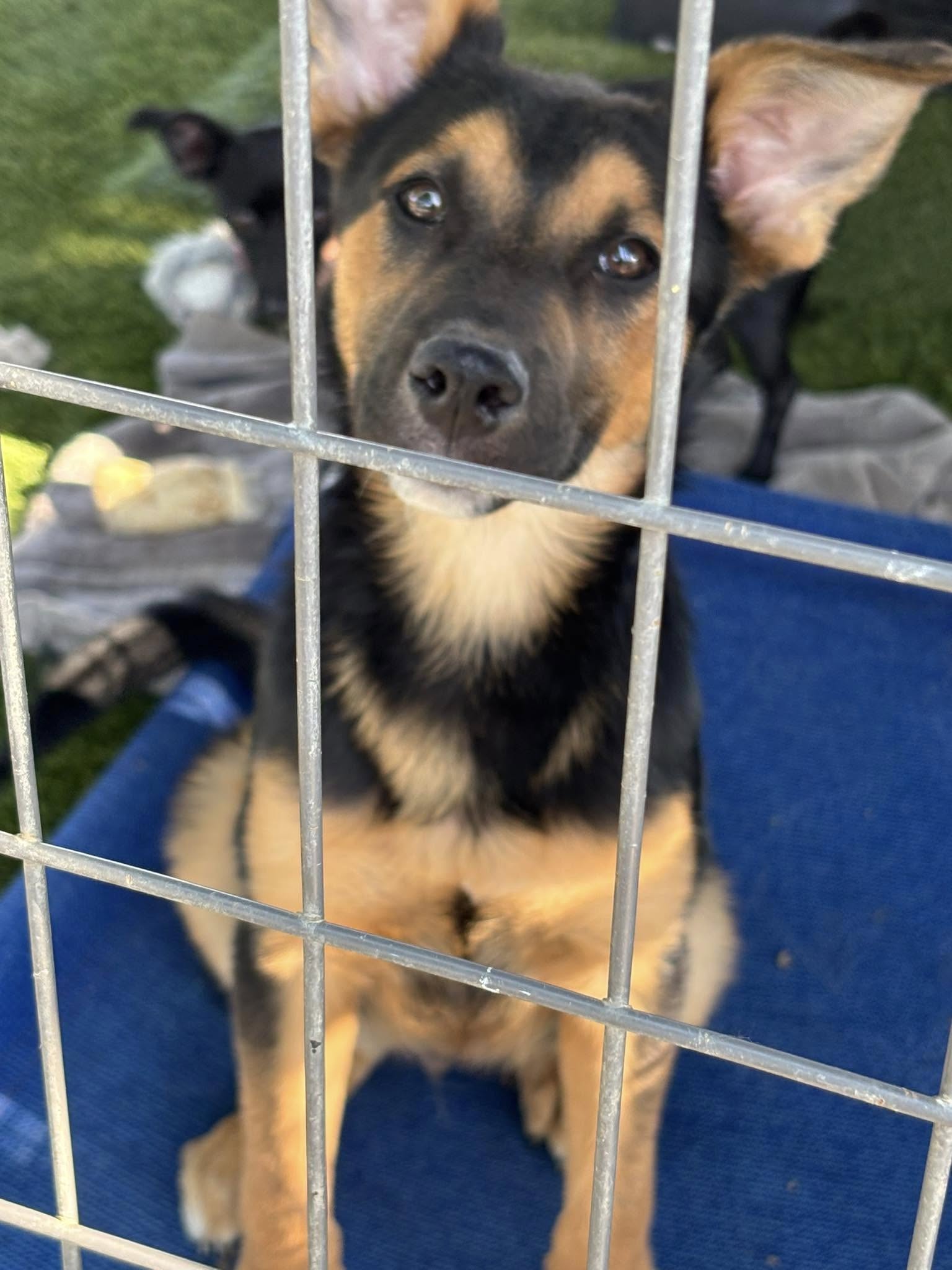 adoptable Dog in Turlock, CA named Dublin