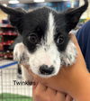 adoptable Dog in  named Twinkles