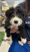 adoptable Dog in  named Muffin