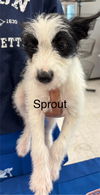 adoptable Dog in  named Sprout