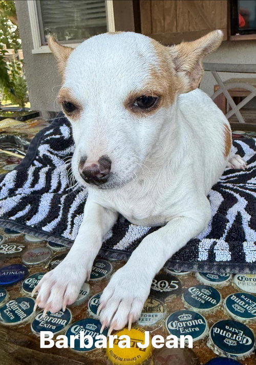picture of the dog needing adoption