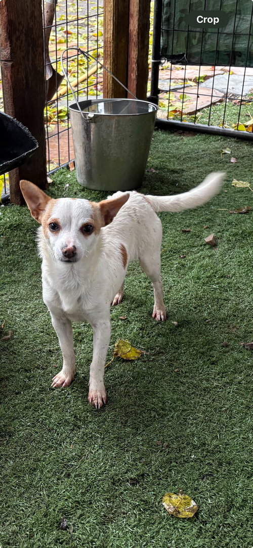 Barbara Jean, an adoptable Chihuahua in Turlock, CA