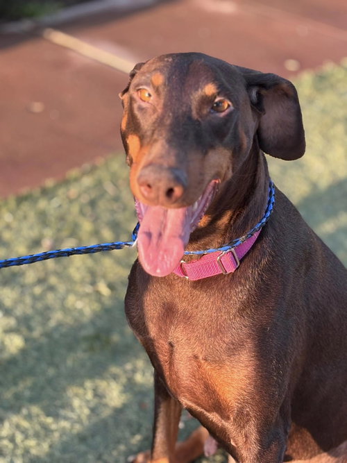picture of the dog needing adoption