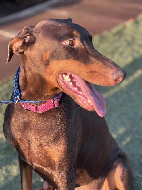 GODIVA - Doberman Pinscher available for adoption