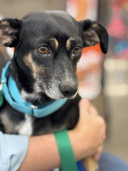 picture of the dog needing adoption