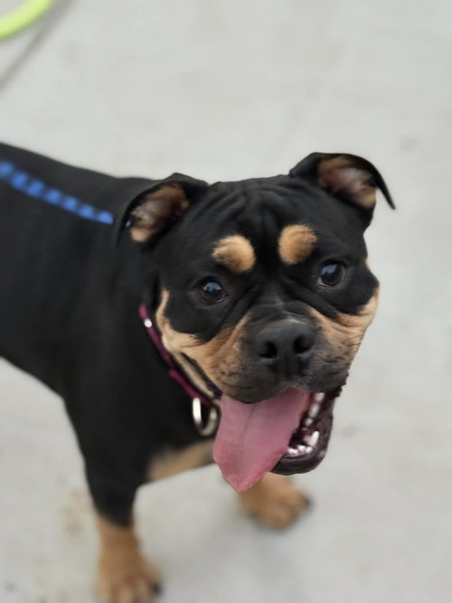 picture of the dog needing adoption