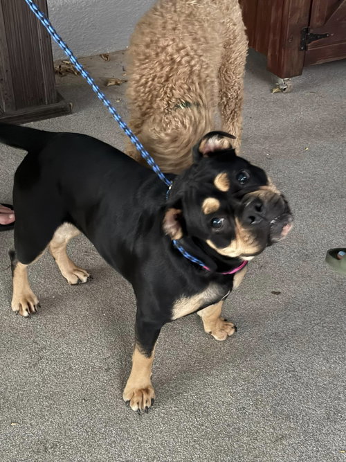 GIGI - Rottweiler / Bulldog available for adoption