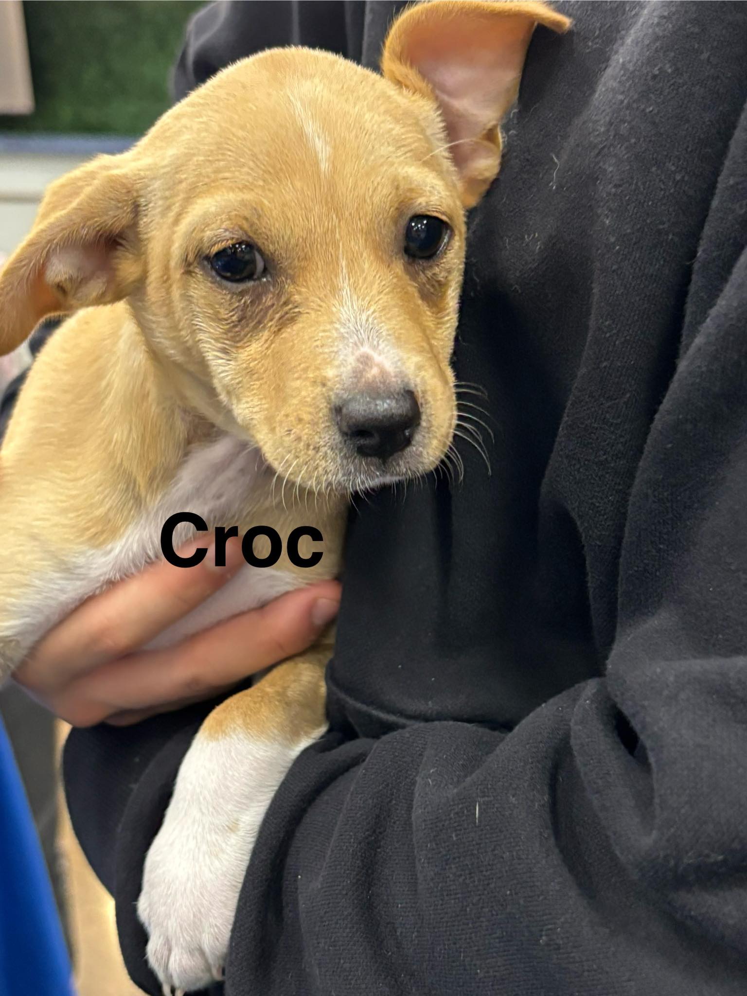 Croc Image
