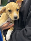 Croc - Photo 1