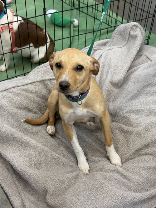 Croc, an adoptable Beagle in Turlock, CA