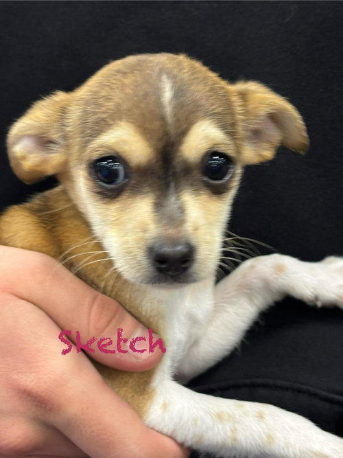 picture of the dog needing adoption