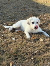 Agnus - Photo 1