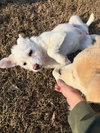 Agnus - Photo 2