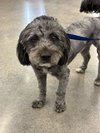 Romeo - Photo 2