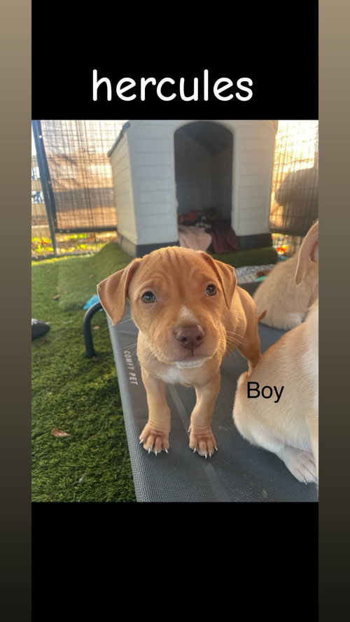 HERCULES - American Pit Bull Terrier / Husky available for adoption