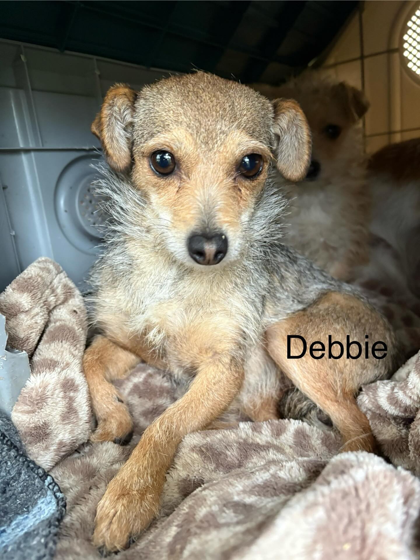 Debbie Image