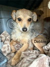 Debbie - Photo 1