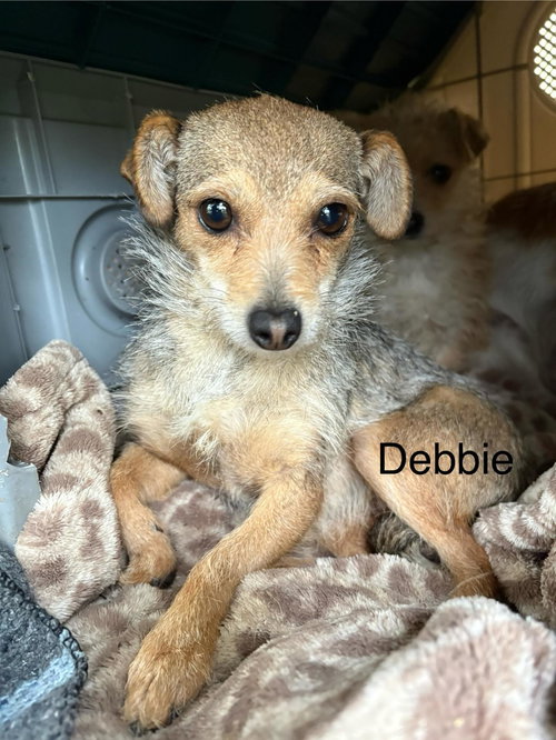 DEBBIE - Fox Terrier available for adoption