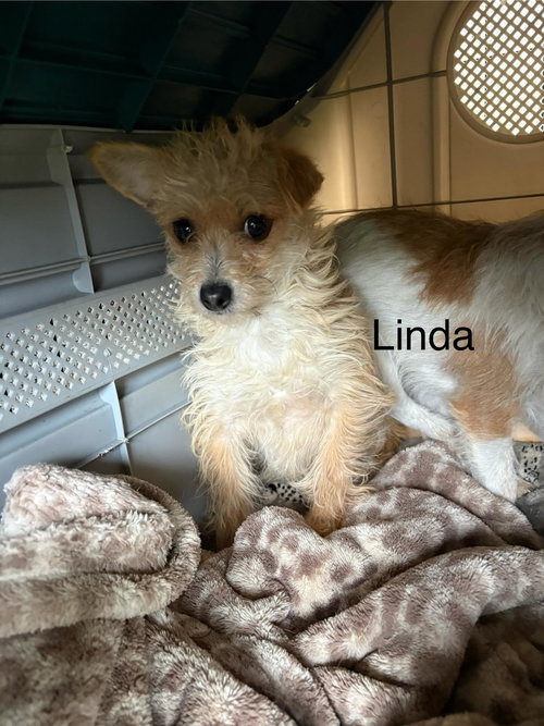LINDA - Fox Terrier available for adoption