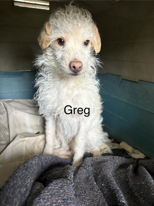 GREG - Fox Terrier available for adoption