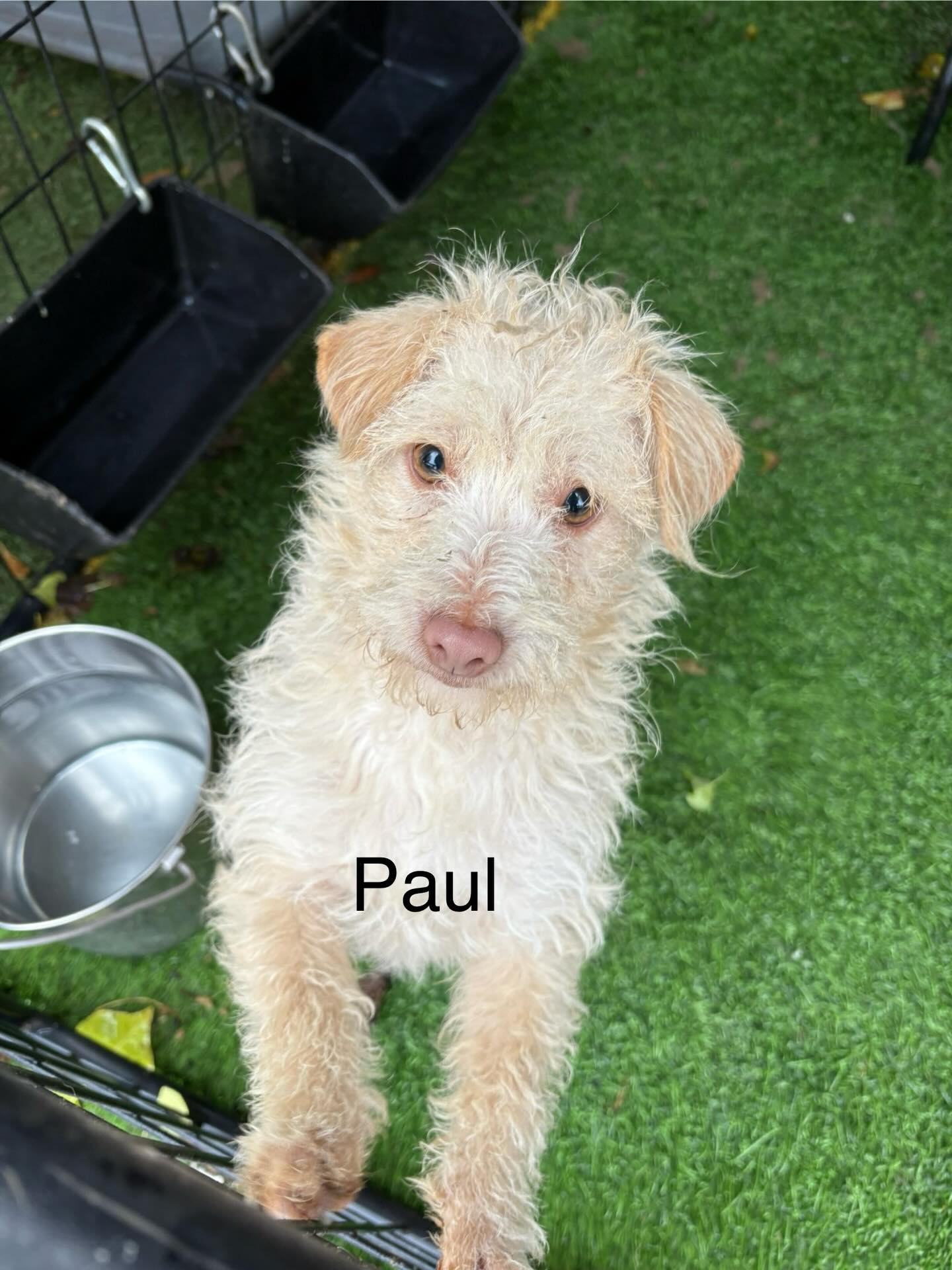 Paul Image