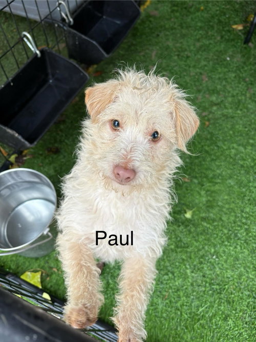 PAUL - Fox Terrier available for adoption