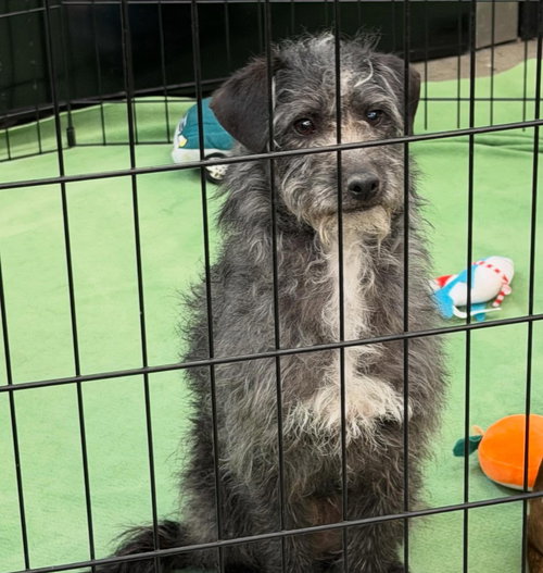 Tim, an adoptable Fox Terrier in Turlock, CA