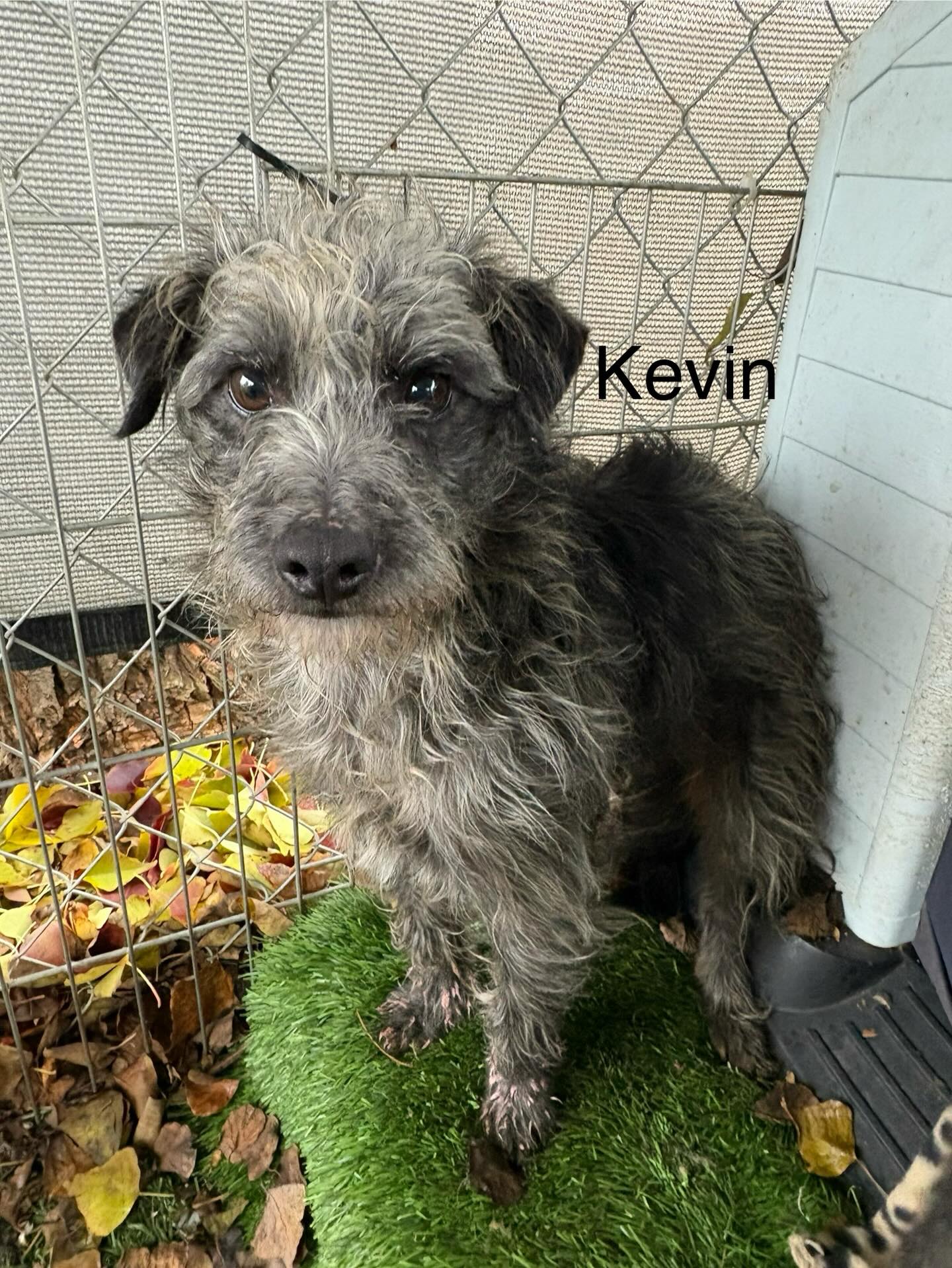 Kevin Image