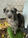 Kevin - Photo 1