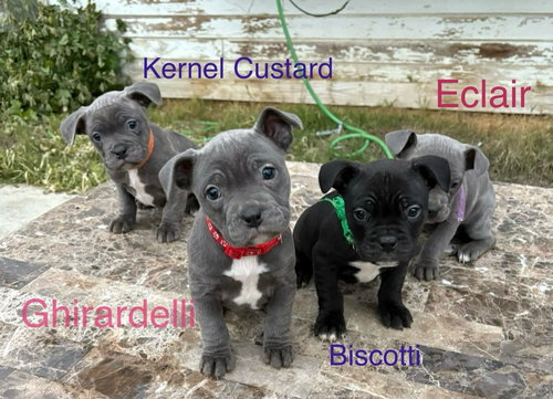 BISCOTTI - French Bulldog available for adoption