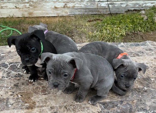 BISCOTTI - French Bulldog available for adoption