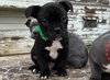 Biscotti - Photo 4