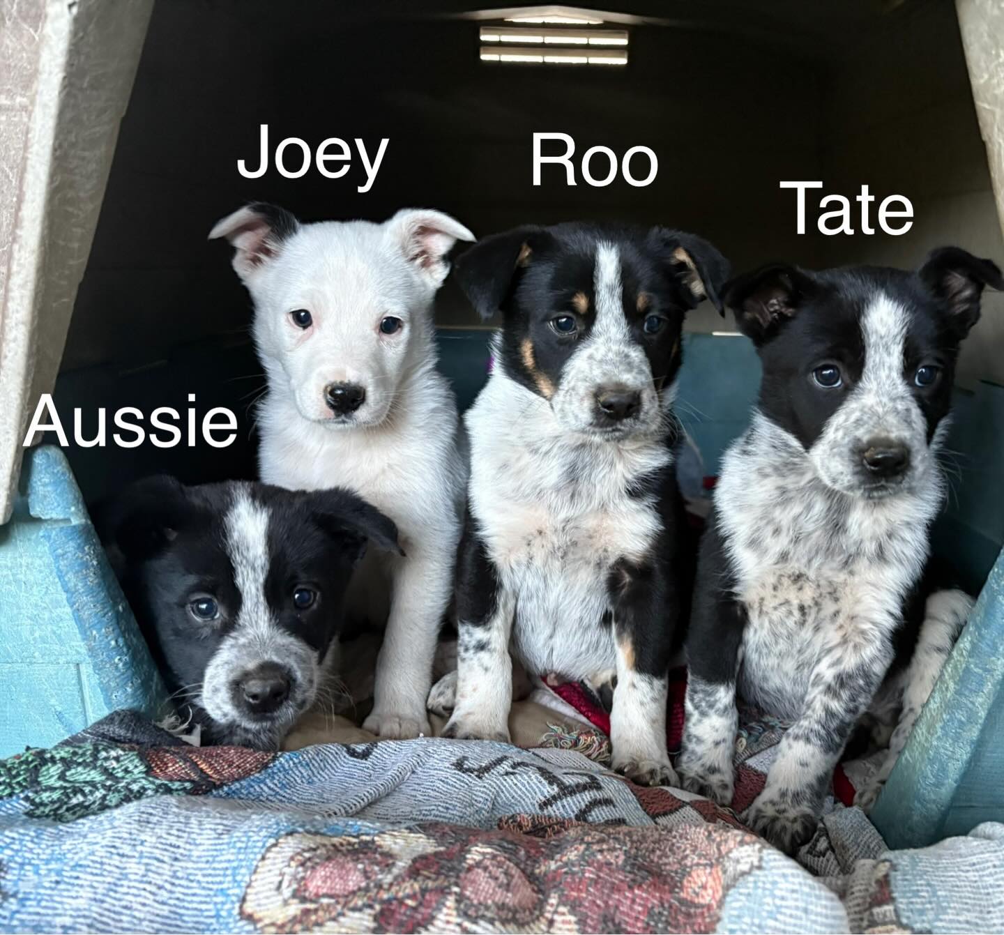 Joey Image