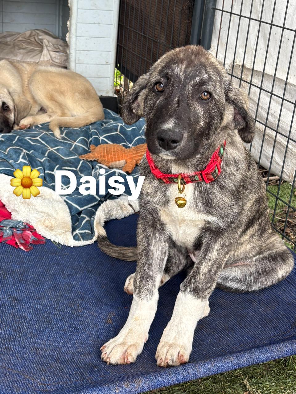 Daisy Image