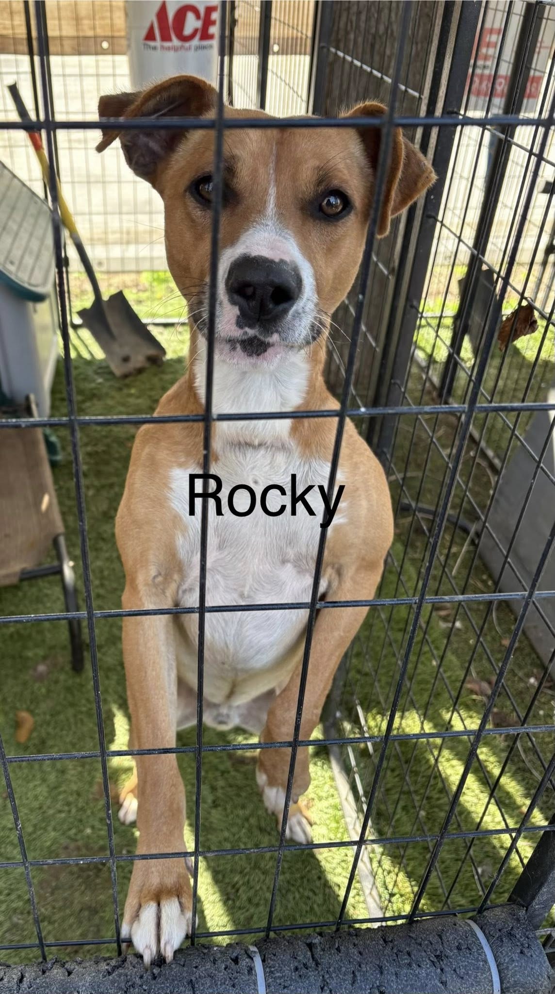 Rocky Image