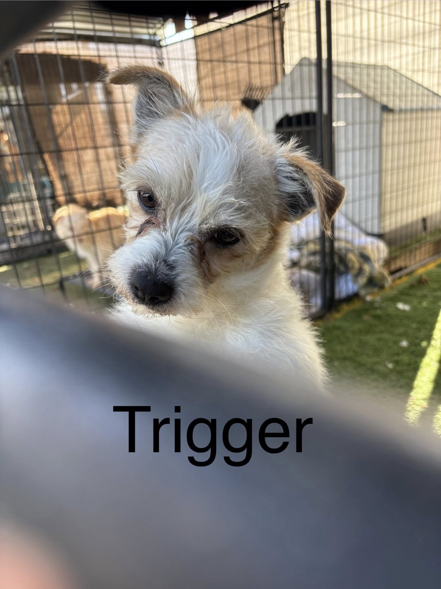Trigger Image
