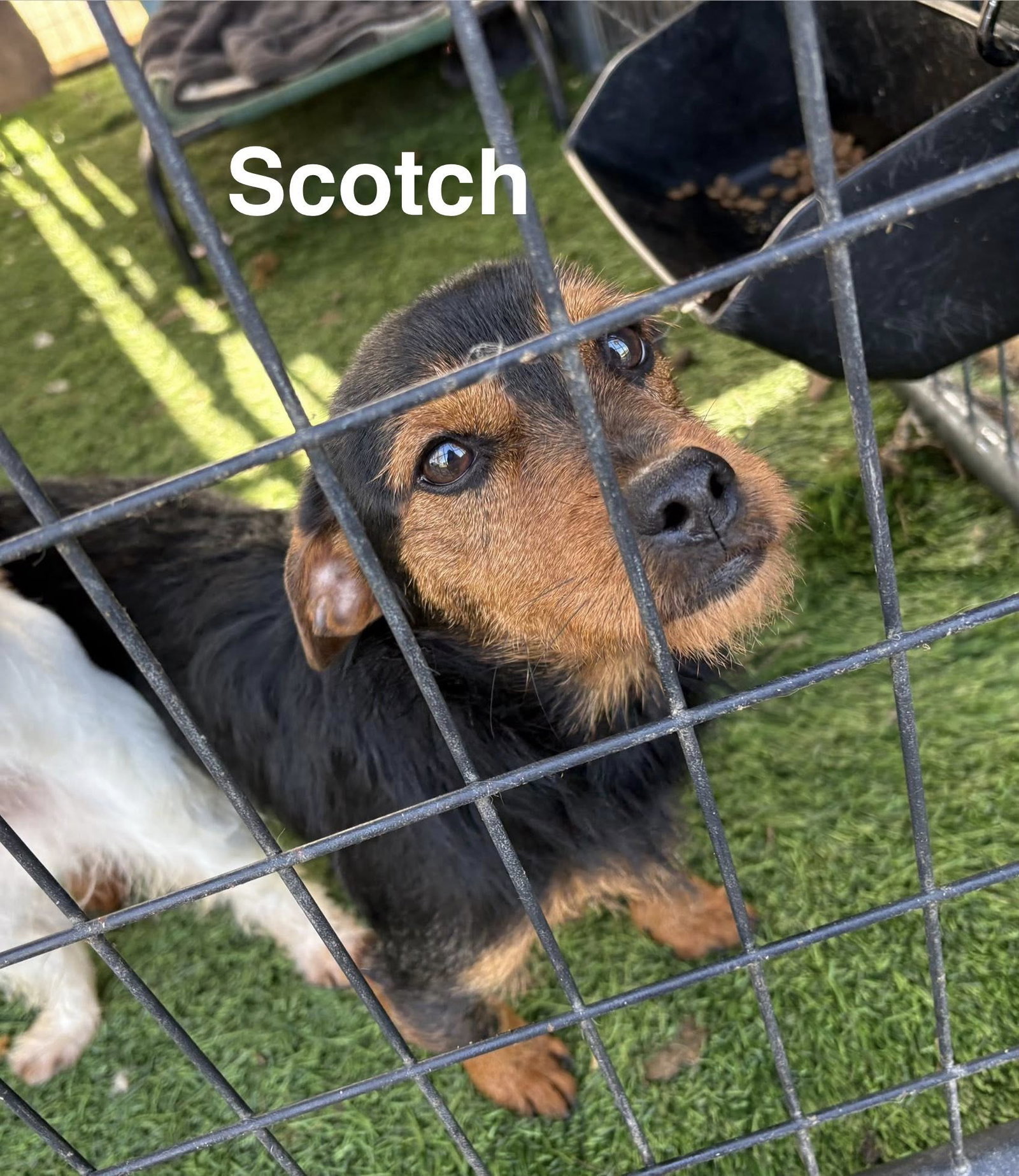 Scotch Image