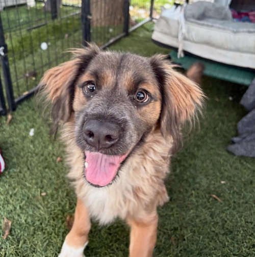 picture of the dog needing adoption