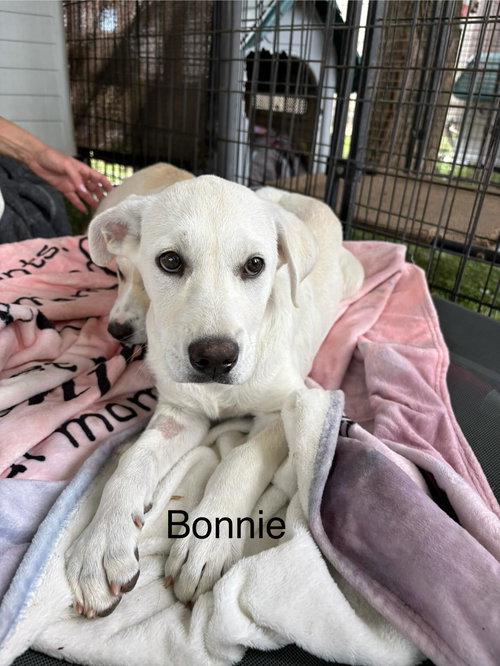 Bonnie, an adoptable Anatolian Shepherd in Turlock, CA