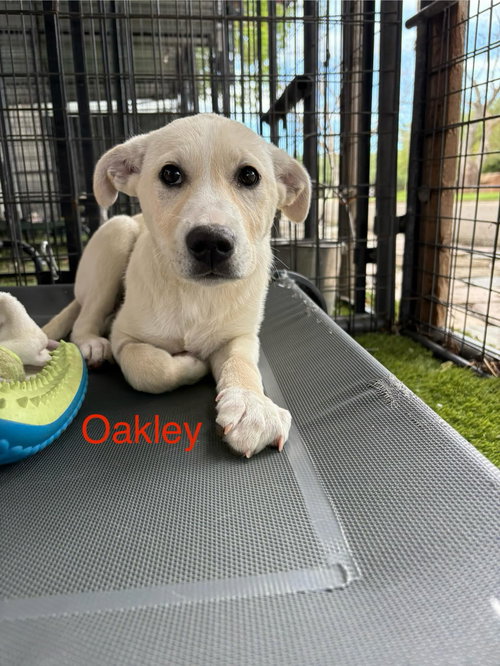 Oakley, an adoptable Anatolian Shepherd in Turlock, CA