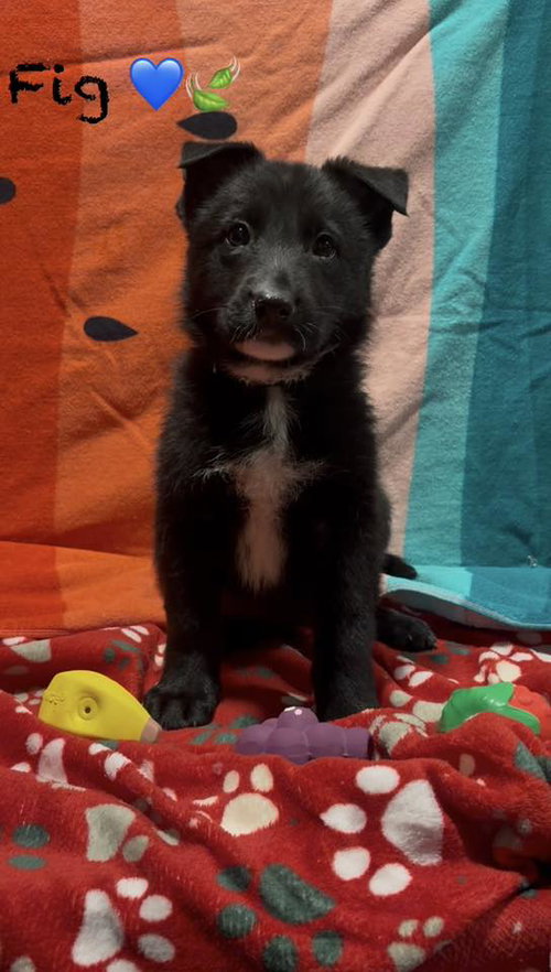 Fig, an adoptable Shepherd in Turlock, CA