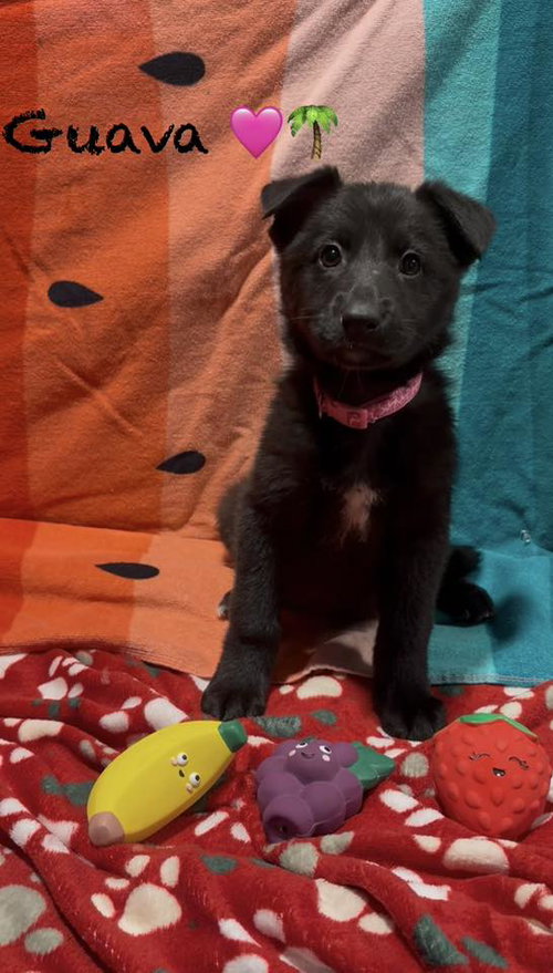 Guava, an adoptable Shepherd in Turlock, CA