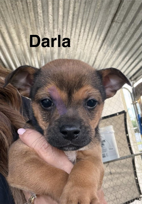 Darla, an adoptable Rat Terrier in Turlock, CA
