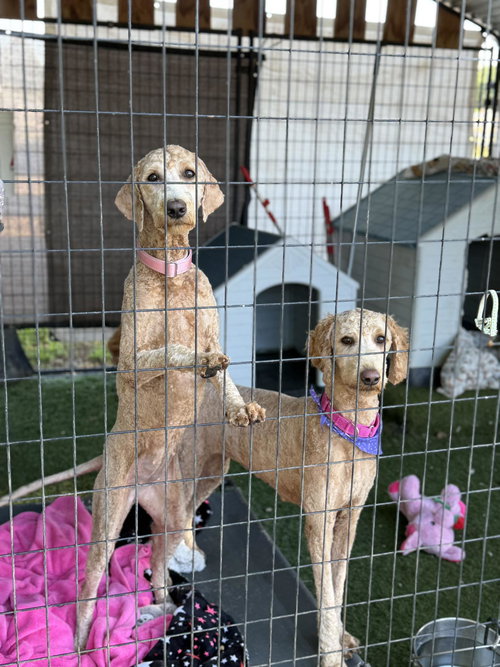 Montana, an adoptable Golden Retriever in Turlock, CA