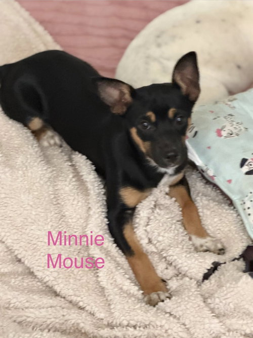 Minnie Mouse, an adoptable Chihuahua in Turlock, CA