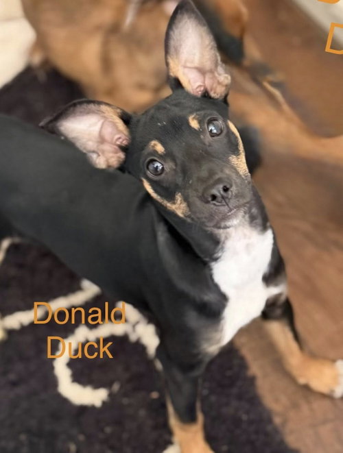 Donald Duck, an adoptable Chihuahua in Turlock, CA