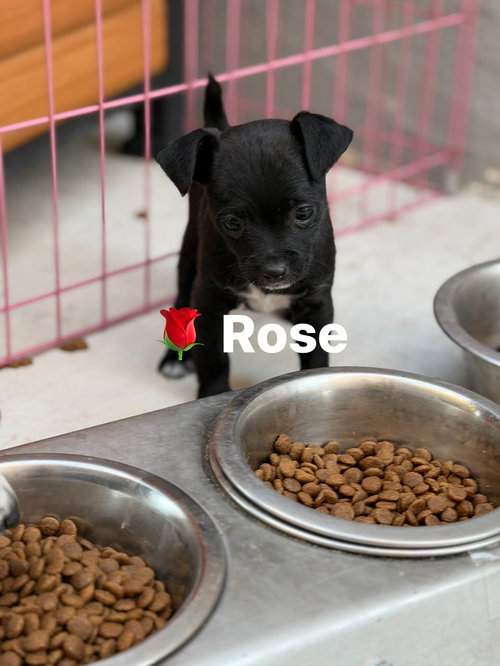 Rose, an adoptable Cairn Terrier in Turlock, CA