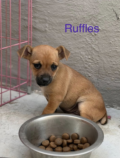Ruffles, an adoptable Cairn Terrier in Turlock, CA