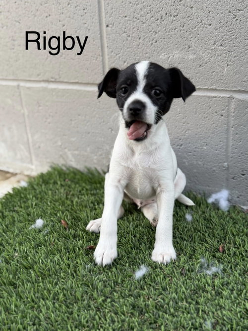 Rigby, an adoptable Cairn Terrier in Turlock, CA